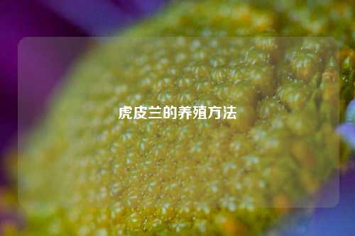 虎皮兰的养殖方法